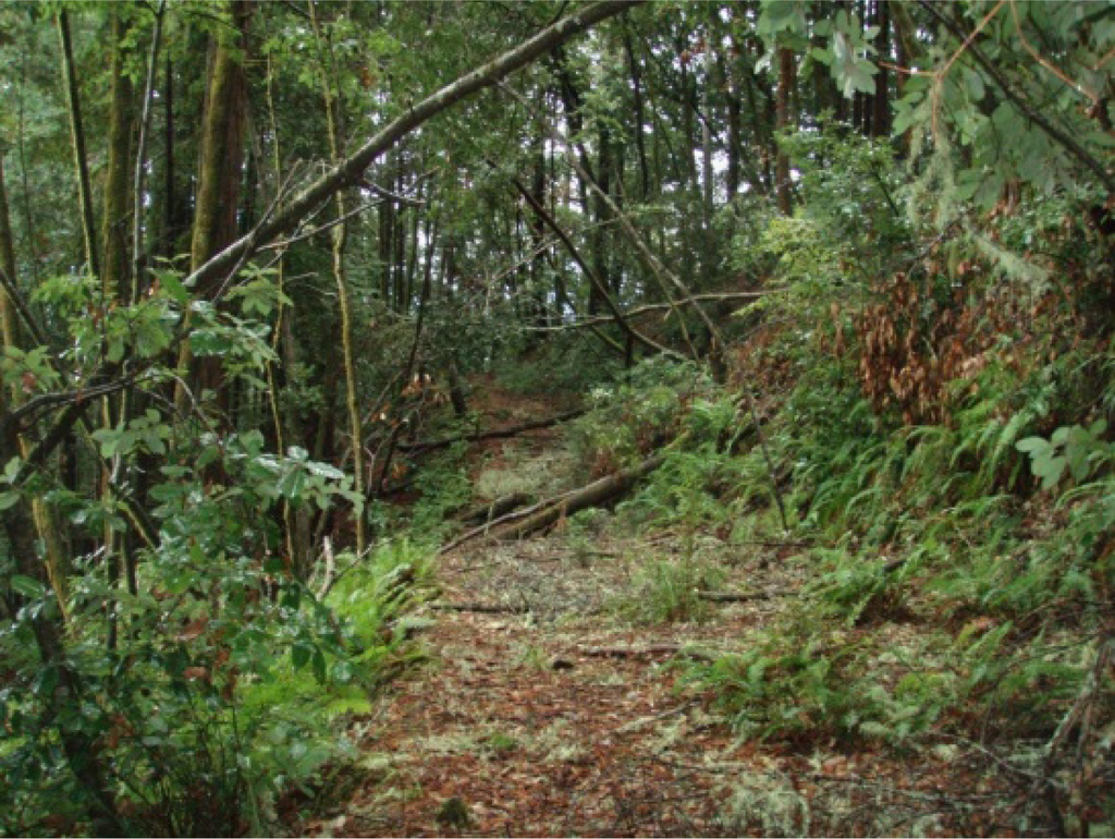 typical abandoned logging road