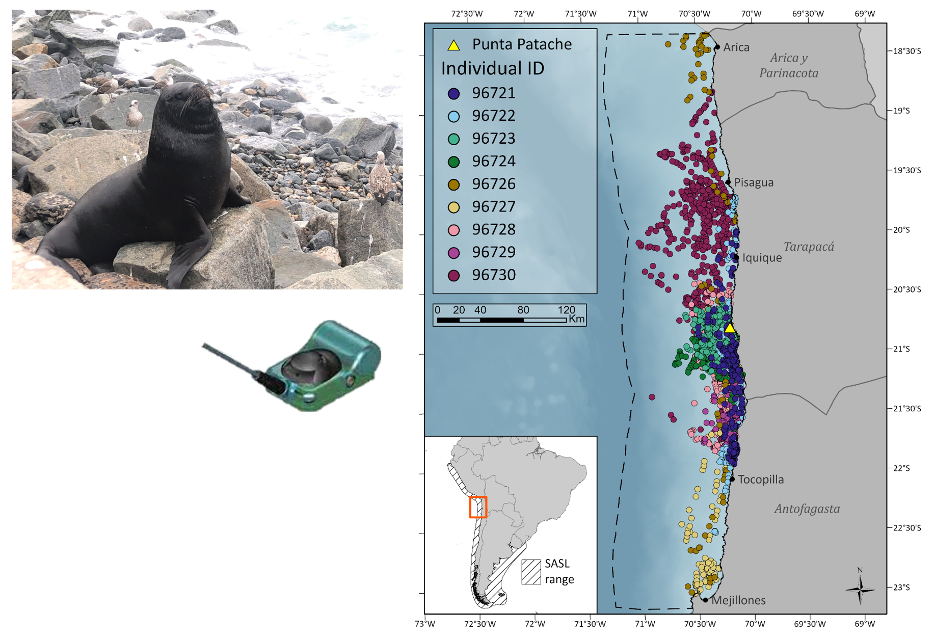 South American sea lion & tracking data