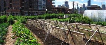 urban agriculture